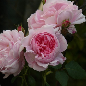 Angleška vrtnica - Roza - Ausglobe - 
